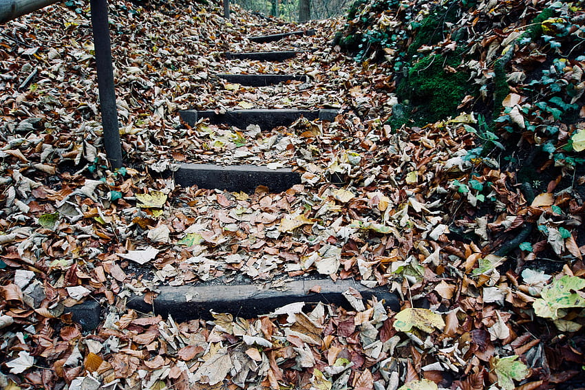 Natur, Herbst, Leiter, Treppe, Laub HD-Hintergrundbild