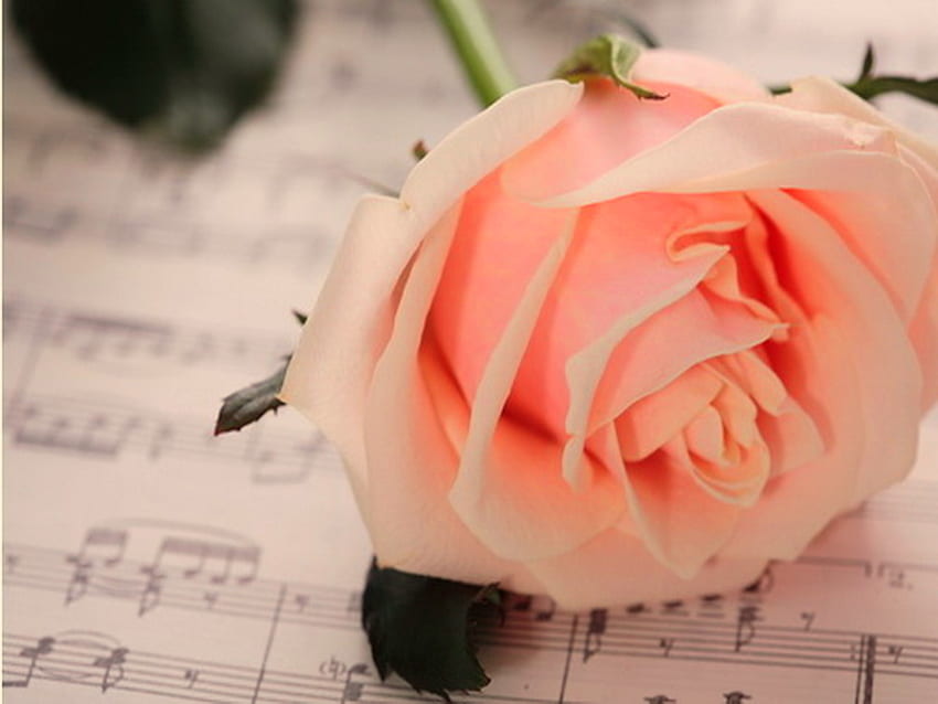 Coral song, rose, coral, flower, green, music sheet HD wallpaper