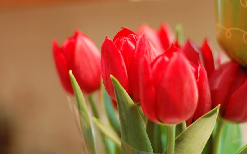 Czerwone tulipany, pąki, płatki, czerwień, natura, kwiaty, tulipany Tapeta HD