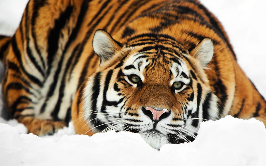 Pensive, animal, fur, stripes, tiger, snow, cat HD wallpaper