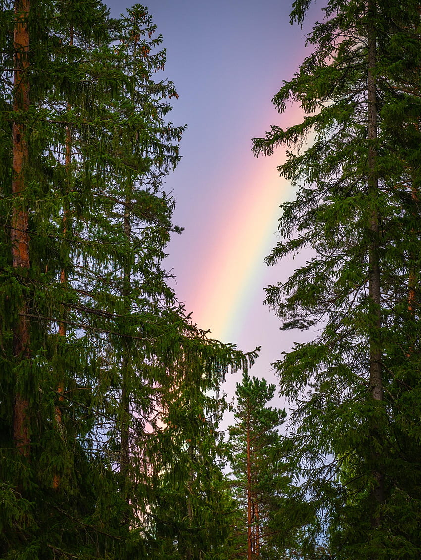 naturaleza, árboles, cielo, arco iris, ramas, después de la lluvia, fenómeno natural fondo de pantalla del teléfono