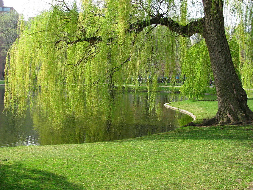 Weeping Willow, Willow Tree HD wallpaper
