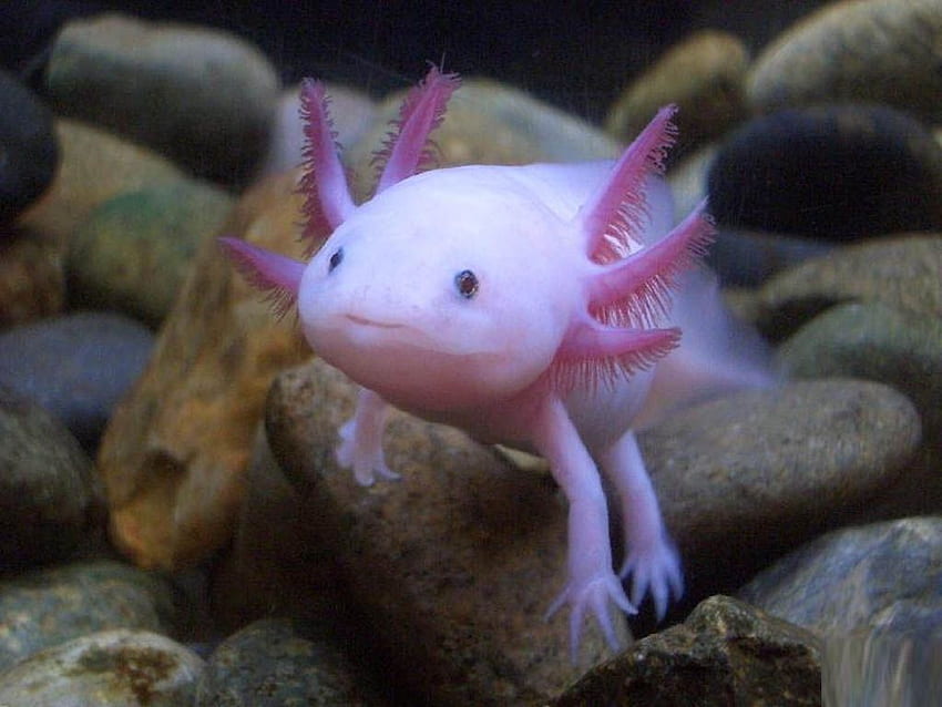 Fun Animals Wiki, Videos, , Geschichten: Axolotl - Real Life HD-Hintergrundbild
