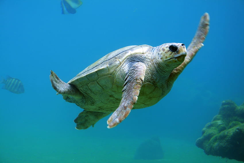 Tiere, Unterwasserwelt, Schwimmen, Schwimmen, Meeresschildkröte HD-Hintergrundbild