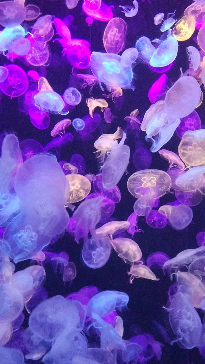 HD jellyfish wallpapers  Peakpx