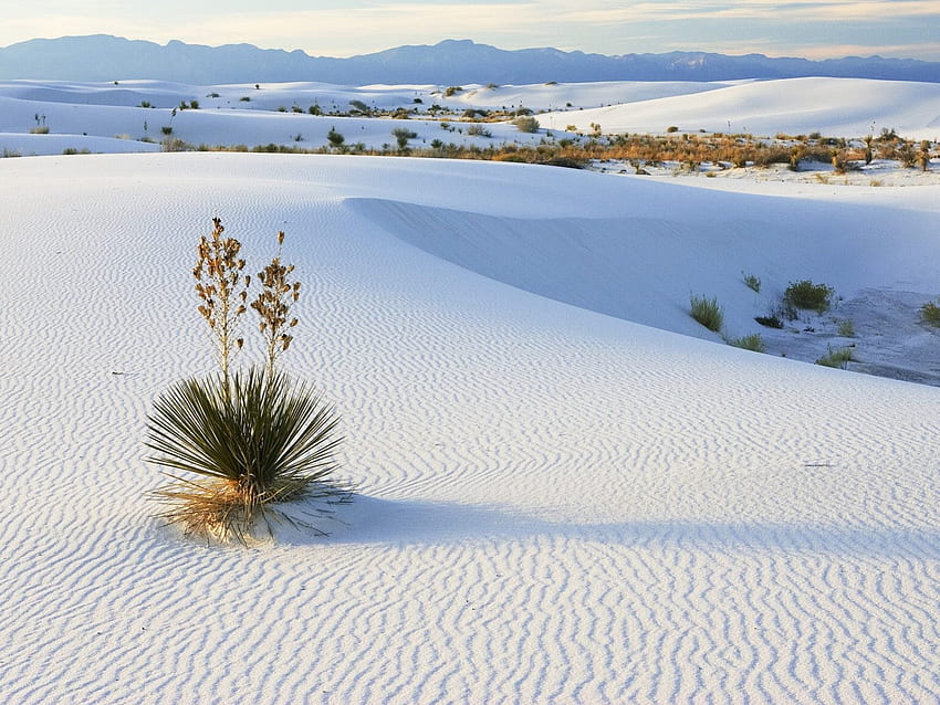 石膏砂で育つソープツリー ユッカ ホワイト サンズ国定記念物ニュー メキシコ、風景、自然 高画質の壁紙