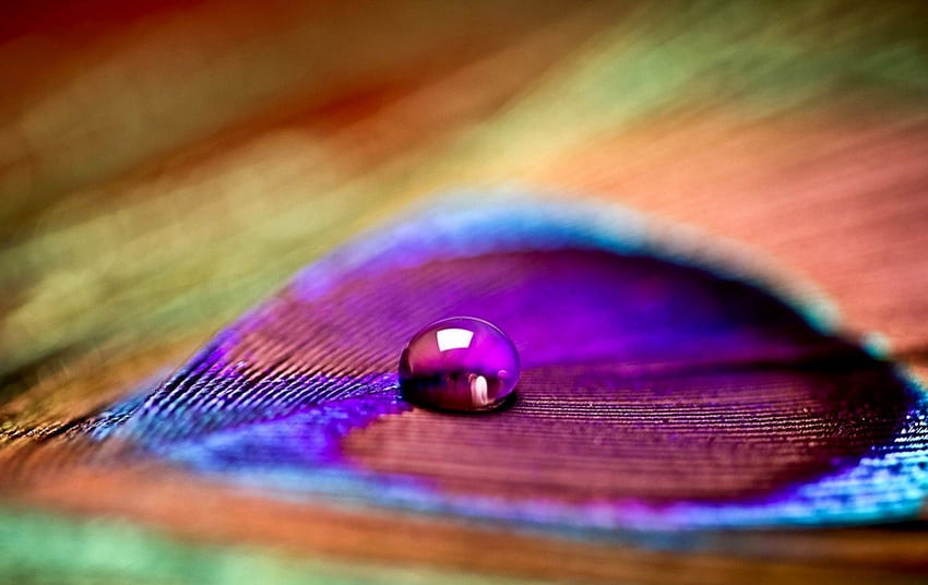 Pluma de pavo real, agua, azul, gota, naranja, naranja, pavo real, pluma, rosa, textura, verde fondo de pantalla