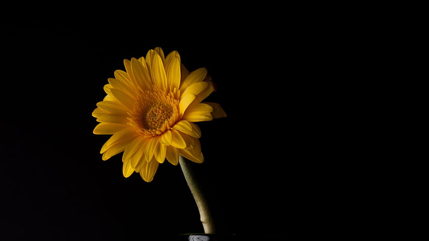 Yellow Gerbera Flower Petals Dark Black Background Flowers HD wallpaper ...