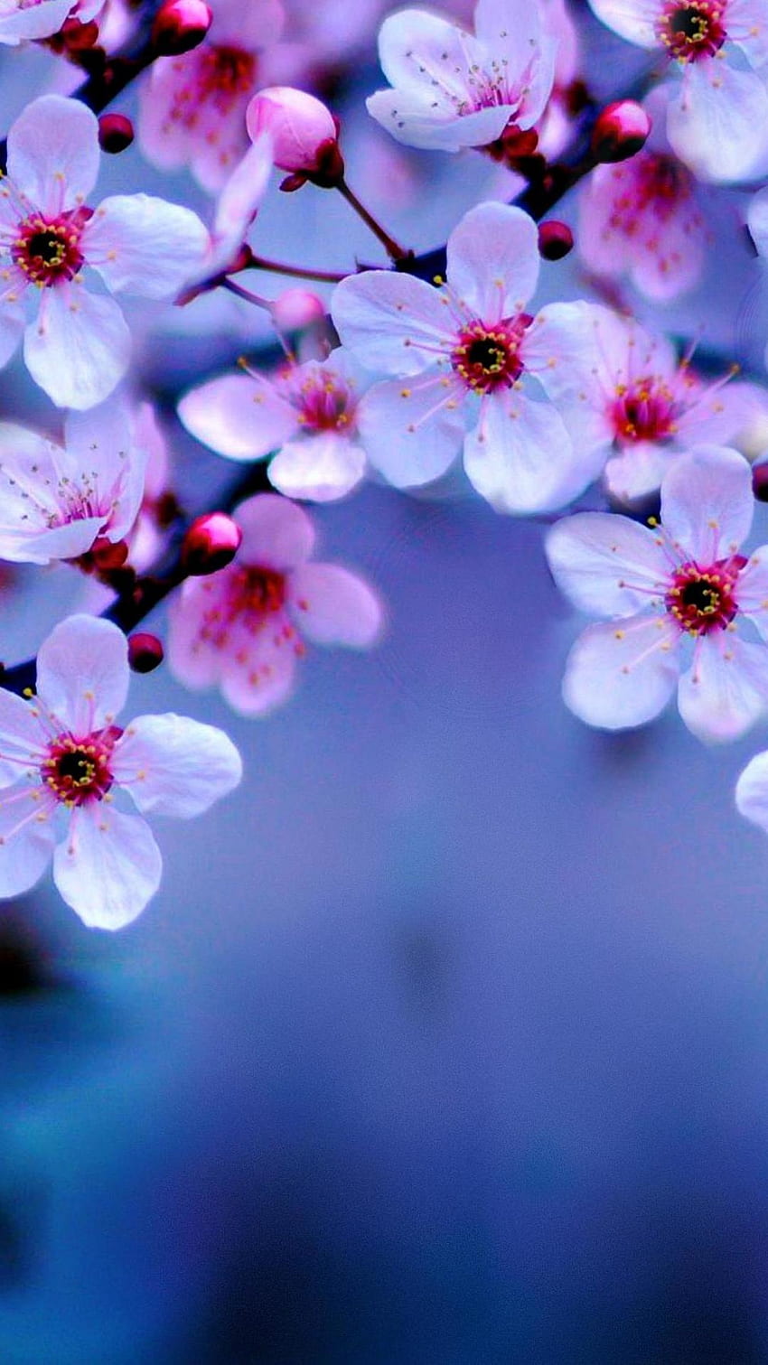 Sakura iPhone, Beautiful Cherry Blossom HD phone wallpaper