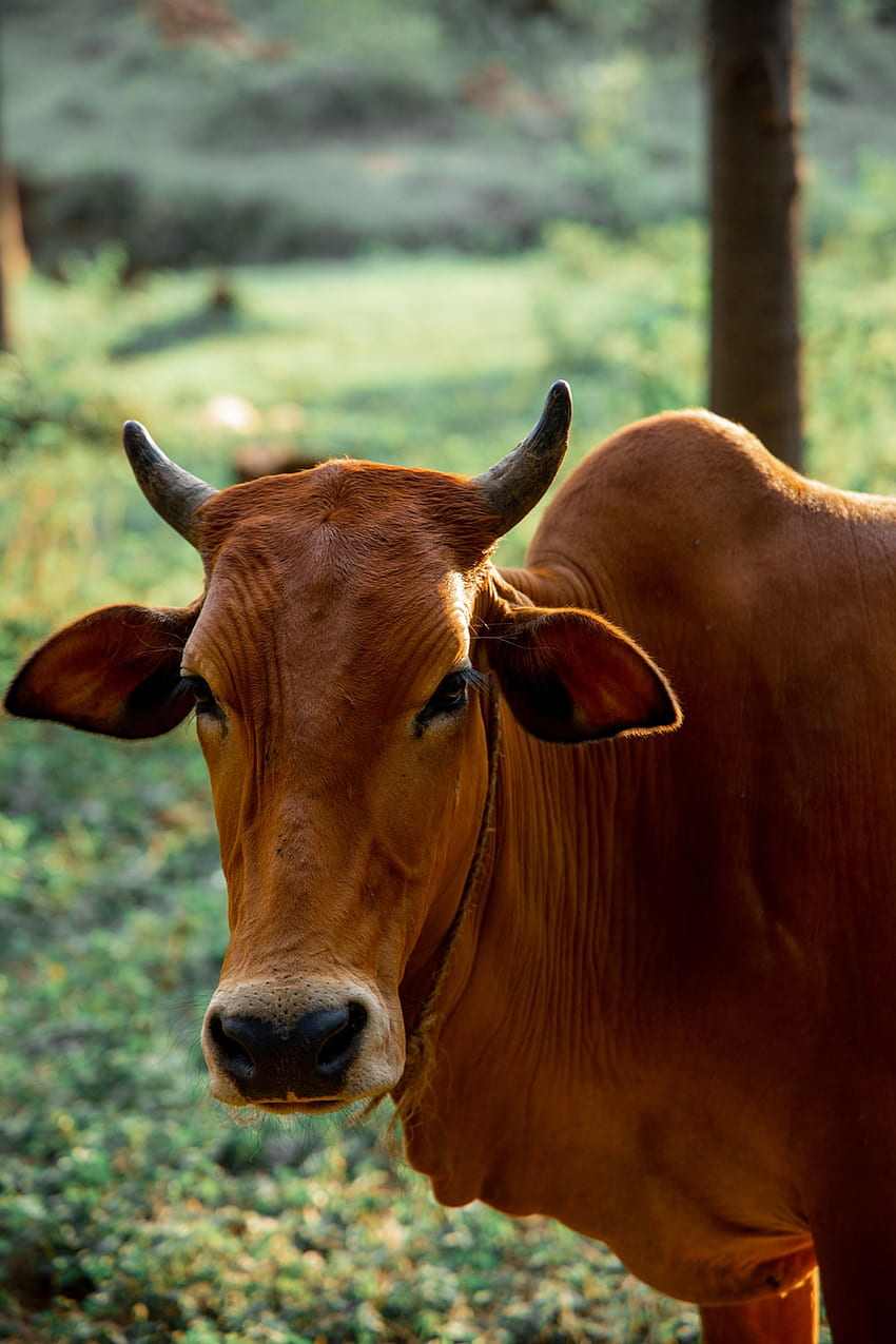 Sığır, Hayvancılık HD telefon duvar kağıdı