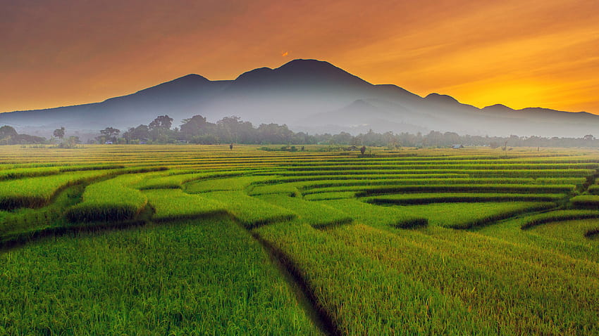 Reisfelder HD-Hintergrundbild