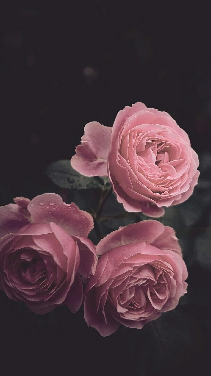 Pink rose Wallpaper 4K Droplets Closeup Bloom 1701