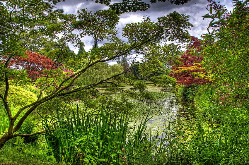 Природа, дървета, водни лилии, градина, езерце, флора HD тапет