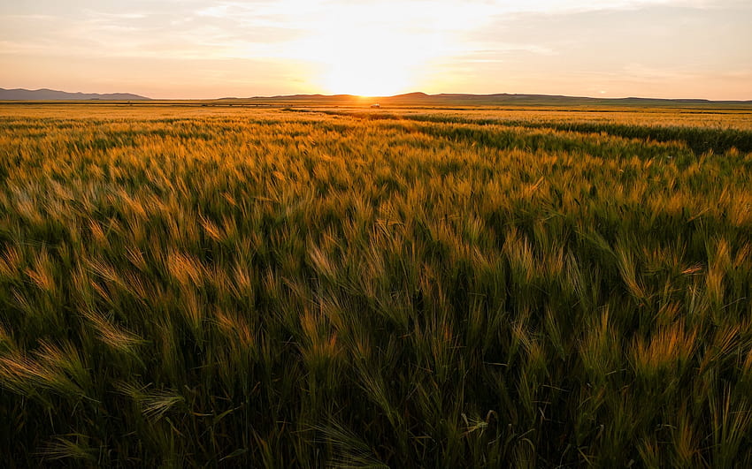 Corn field . Latest, Cornfield HD wallpaper