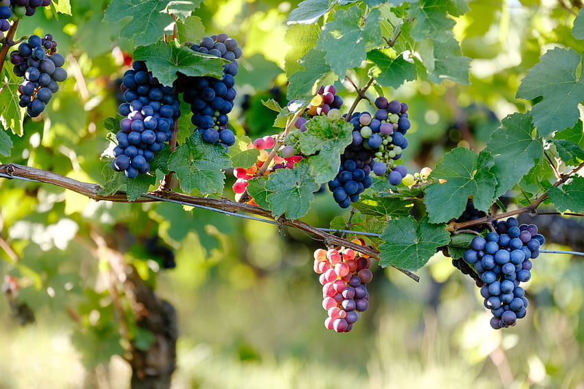 Food, Vine, Grapes, Berries, Branches HD wallpaper