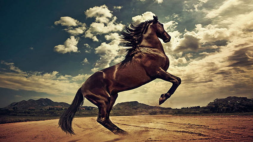 Cowboy Ocidental, Cavalo Cowboy papel de parede HD