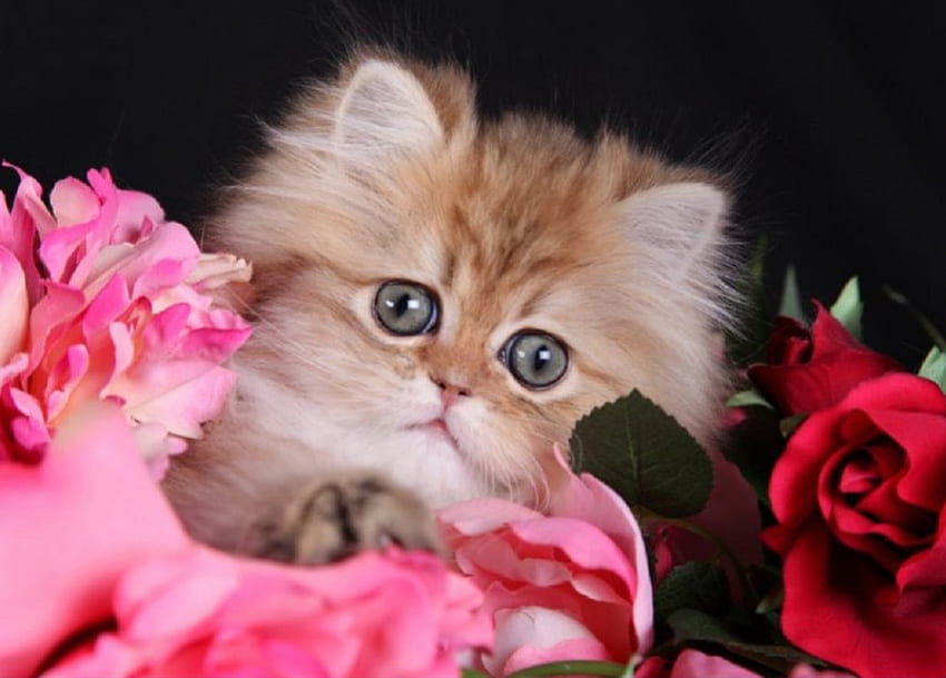 คิตตี้กับดอกไม้ แมว ดอกไม้ คิตตี้ สัตว์ วอลล์เปเปอร์ HD
