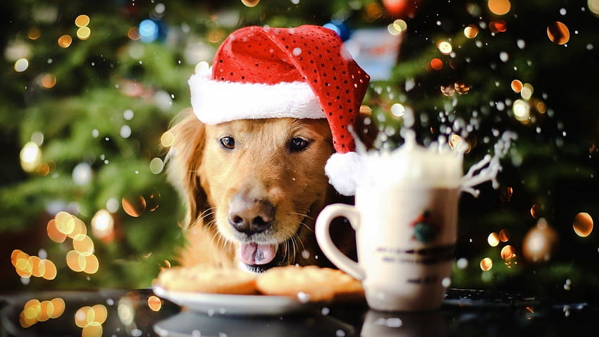 Christmas Dog, Merry Christmas Dog HD wallpaper