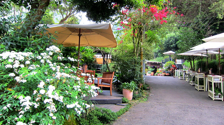 El restaurante en la colina, restaurante, en la colina, flores, mesas y sillas de madera. fondo de pantalla