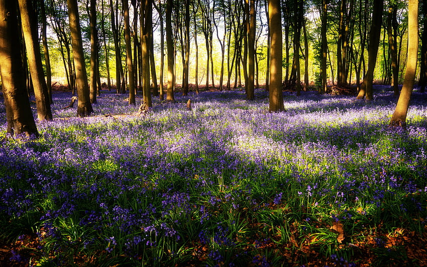 Glockenblumen, Sonnenstrahlen, Wald, Blume HD-Hintergrundbild