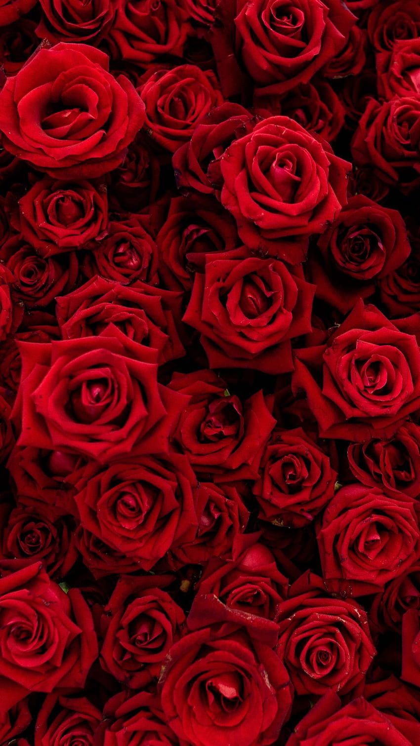 Rose, Blumenstrauß, Blumen, rot,. Roter ästhetischer Schmutz, Rot, Rote Ästhetik, Rote Rosen HD-Handy-Hintergrundbild