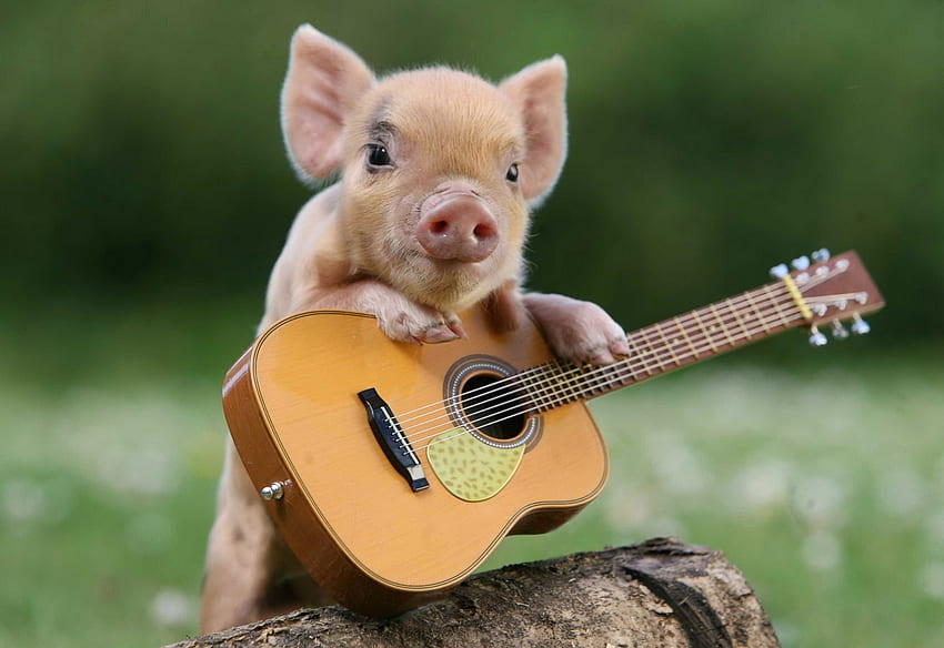 Animais, Guitarra, Porco, Leitão papel de parede HD
