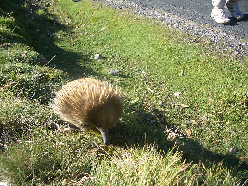 Echidna On The Side Of The Road, in, side of, tasmaina, echidna, cute, eating, road, on HD wallpaper