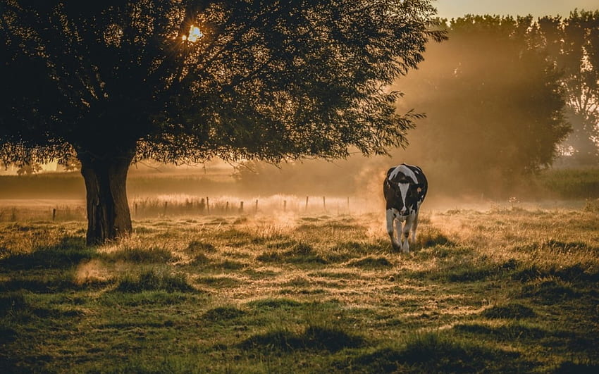 Morgennebel, Tier, Kuh, Nebel, Nebel, Natur, Sonnenaufgang, Baum HD-Hintergrundbild