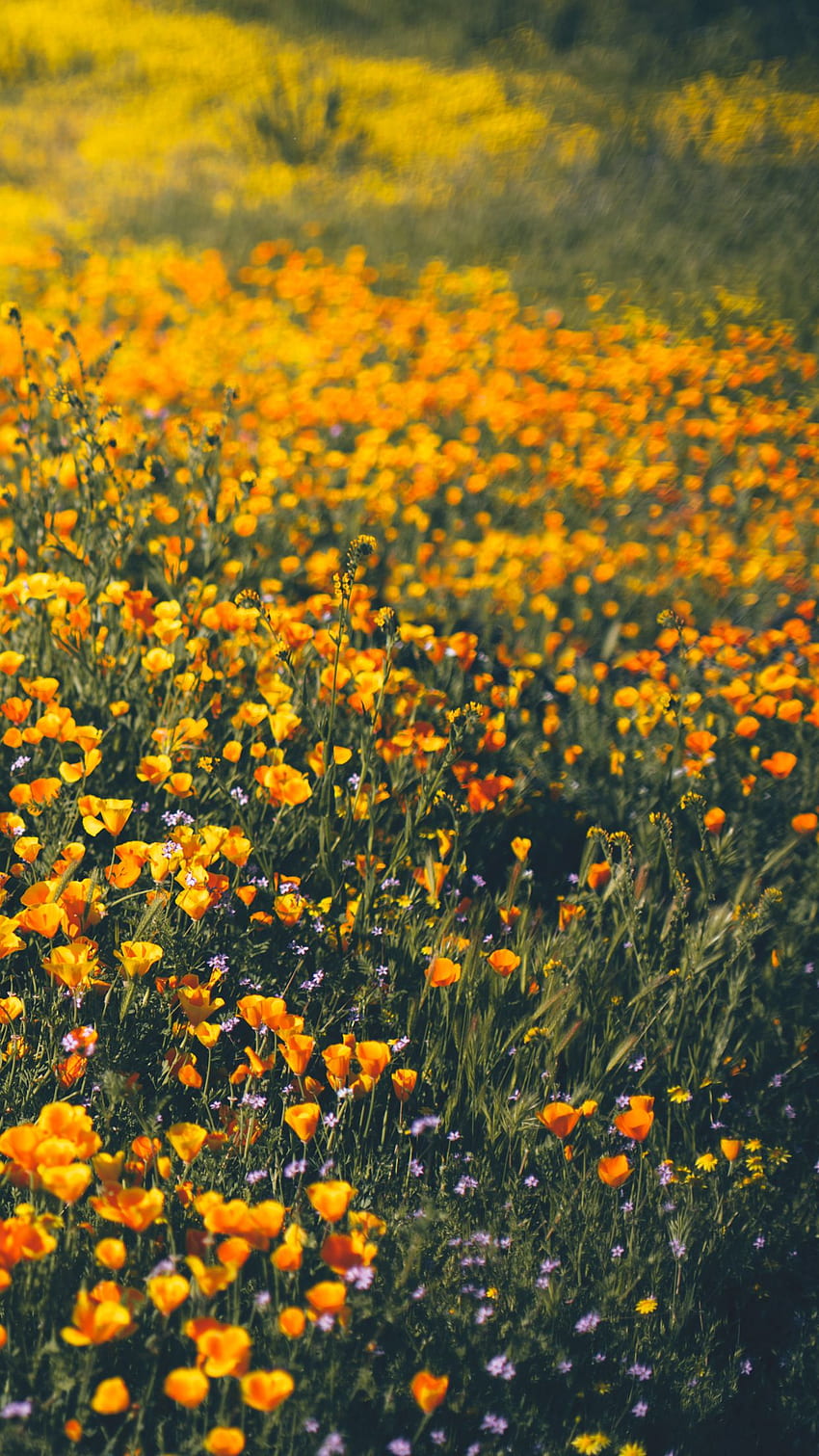 of the Month – Spring Wildflowers HD phone wallpaper