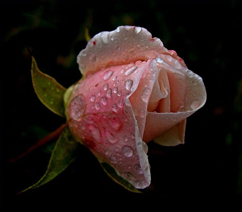 rosebud, pink, raindrops, nature, flowers HD wallpaper