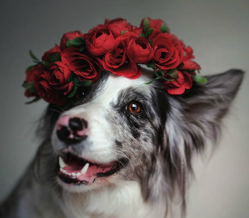 Просто бъди красива, куче, животно, роза, кученце, бордър коли, австралийска овчарка, червено, лице, цветя, Мартина Озог, кейн, венец HD тапет