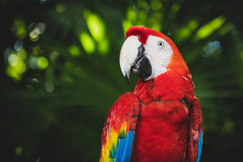 Animals, Parrots, Bright, Bird, Beak, Color, Macaw HD wallpaper