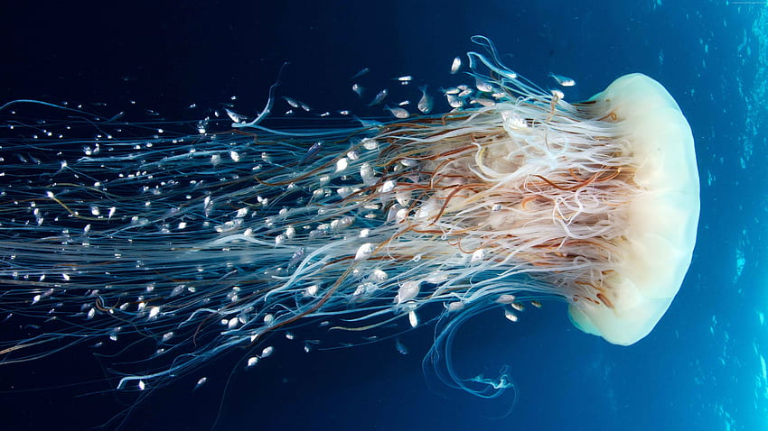 Meduza Rangiroa Ocean Spokojny. , Desenho, Wielka Rafa Koralowa Tapeta HD