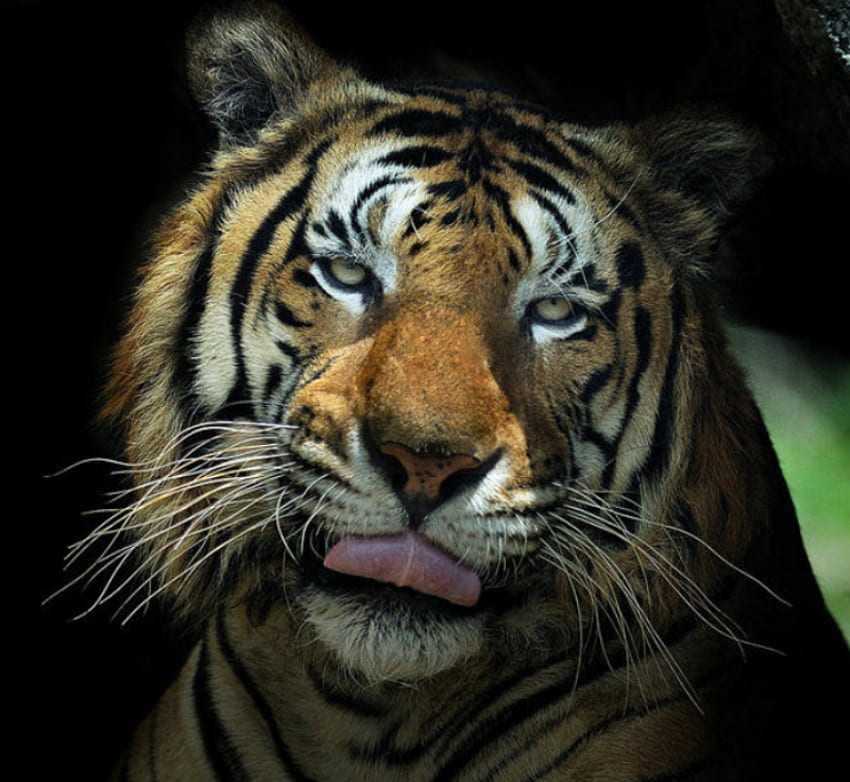Harimau, kucing, cantik, binatang Wallpaper HD