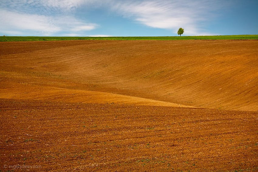 Golden Field, graphy, field, bulgaria, sky, gold, tree HD wallpaper