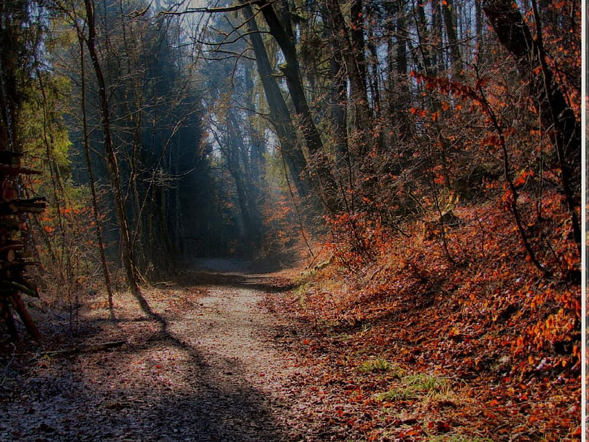 Jalan melalui hutan, jalan, hutan Wallpaper HD
