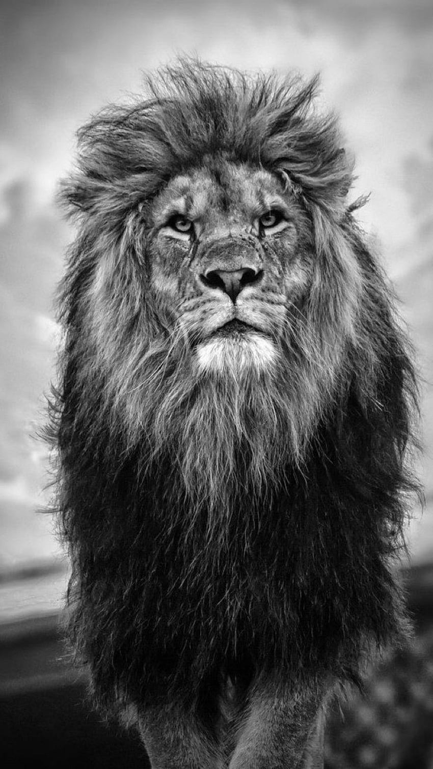 Beauté majestueuse, Lion majestueux Fond d'écran de téléphone HD