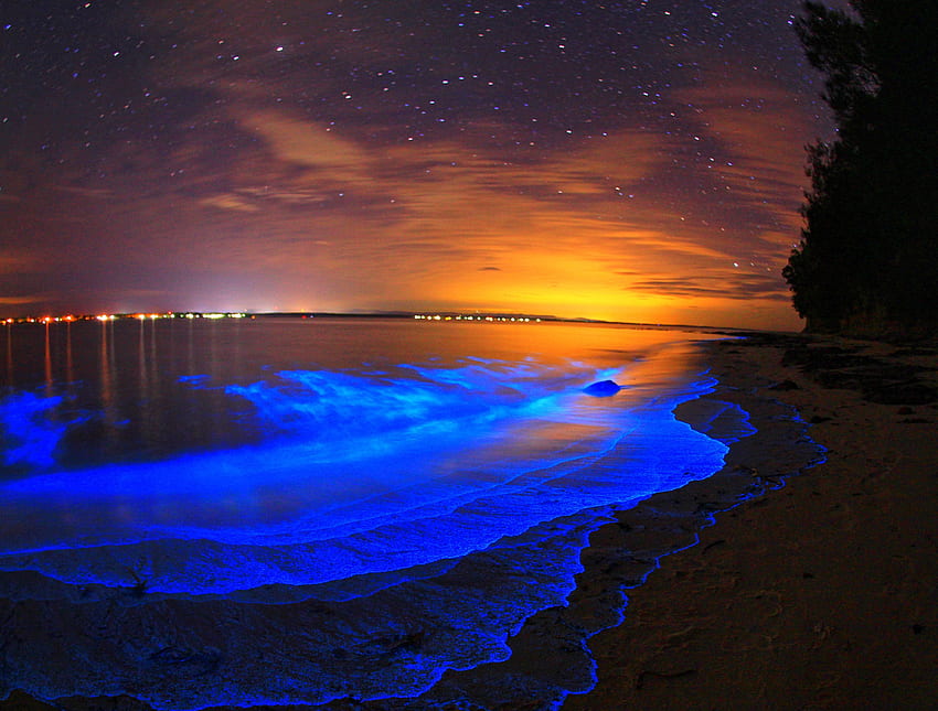 O . Bioluminescencyjna zatoka, cuda natury, wyjątkowa plaża, bioluminescencja Tapeta HD