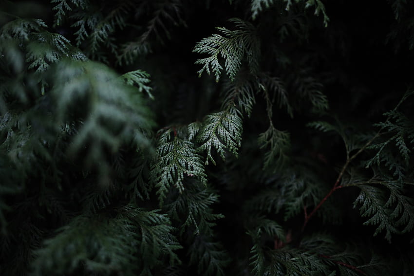 detal, las, leafe, gałąź sosny, zielony, PNG, leśna zieleń, ciemny, tekstura, nastrojowy, sosna, zieleń, drzewo - Cool , Dark Moody Tapeta HD