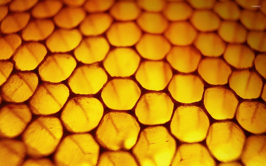 Honeycomb Windows 8, Beehive HD wallpaper