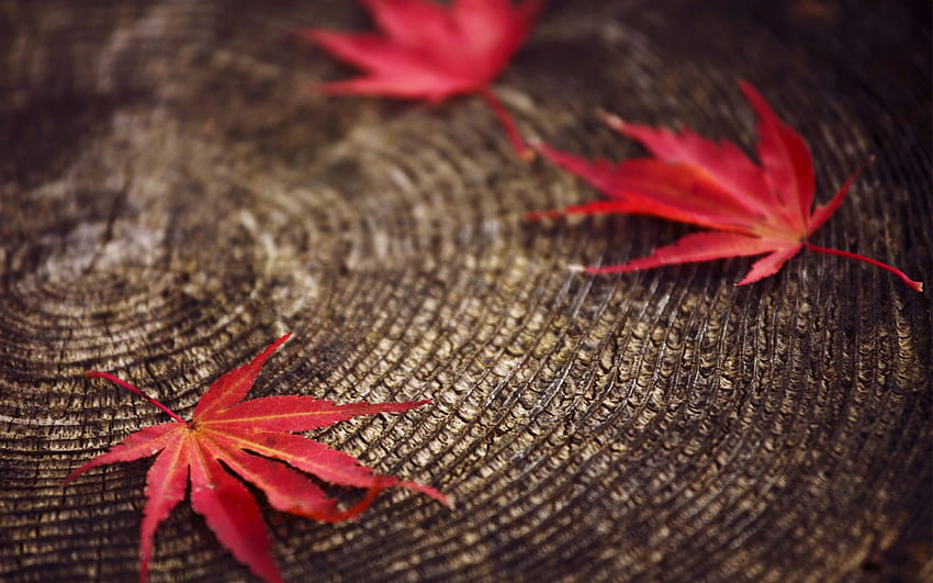 ใบไม้แดงบนตอไม้ : วอลล์เปเปอร์ HD
