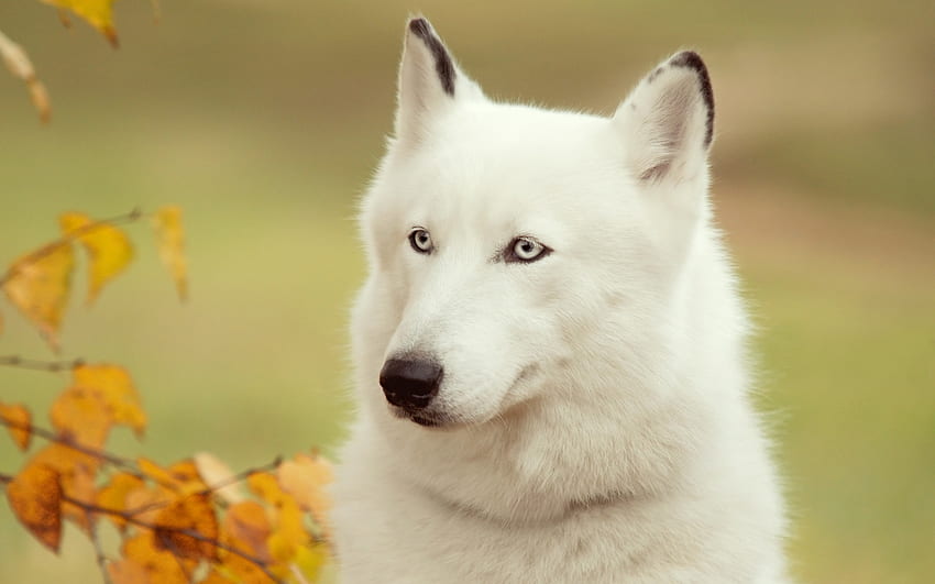 lobo branco, animal, cachorro, branco, amarelo, outono, folha, lobo, caine papel de parede HD