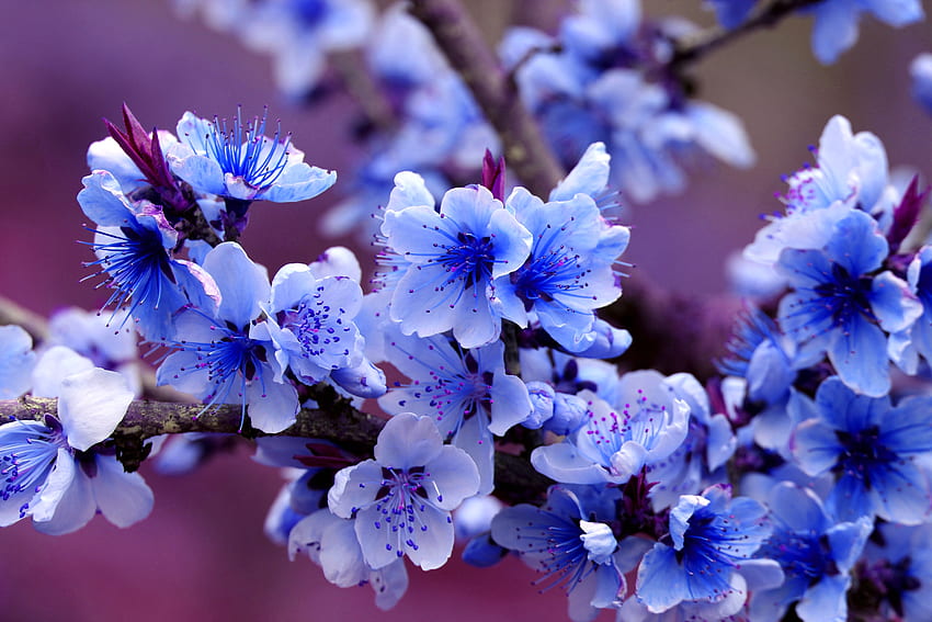 Bunga yang indah, biru, cabang, Jaring cat, cantik, bunga, apel, alam, bunga Wallpaper HD