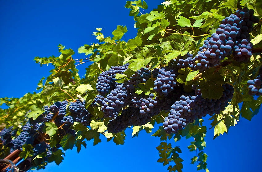 Grapevine, Grape Vine HD wallpaper