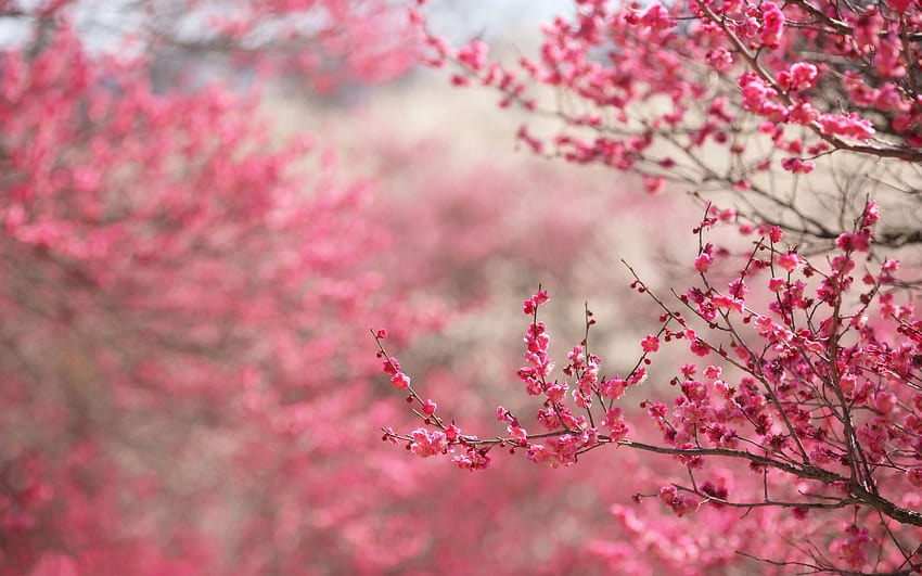 Cherry Blossom Computer HD wallpaper | Pxfuel