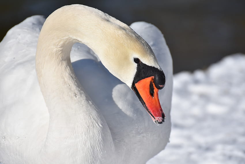 White swan, plumage, elegant bird, beak HD wallpaper