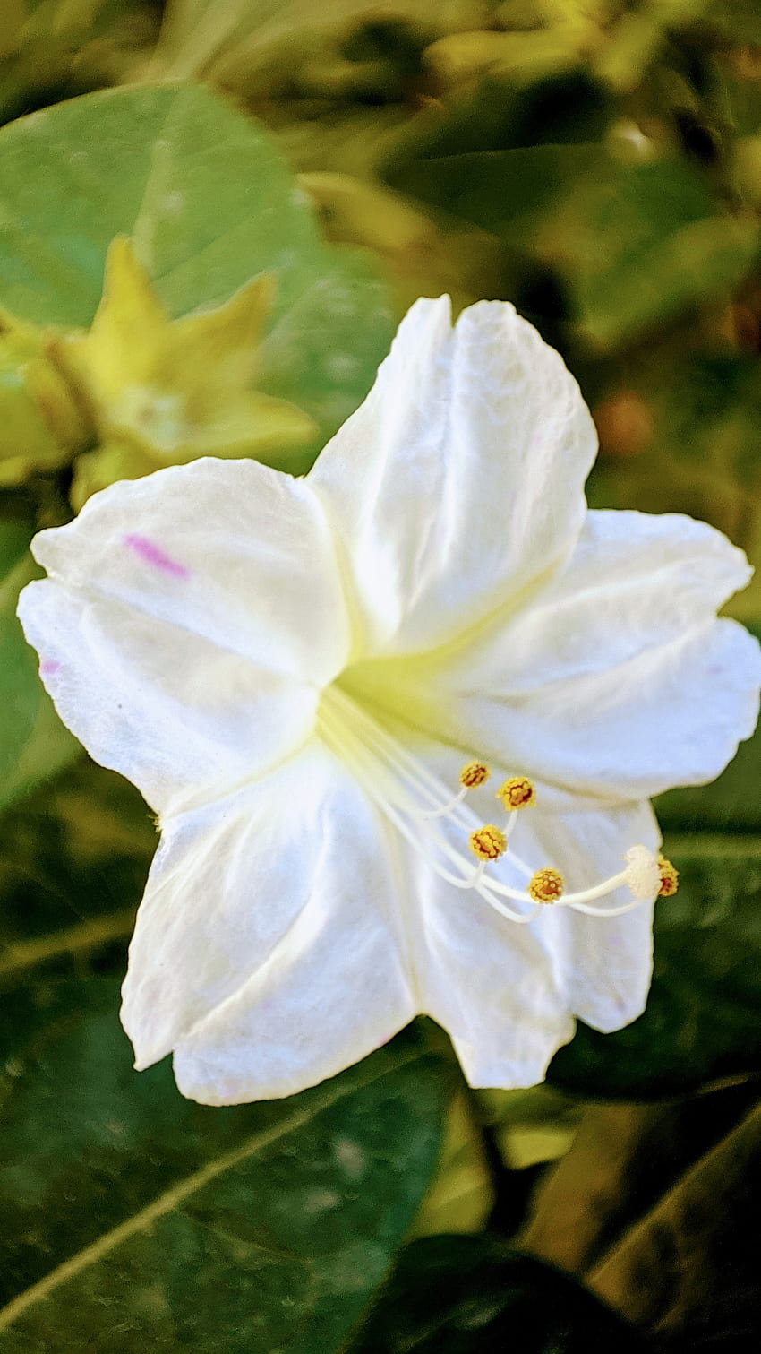 Biała róża, roślina zielna, zbliżenie Tapeta na telefon HD