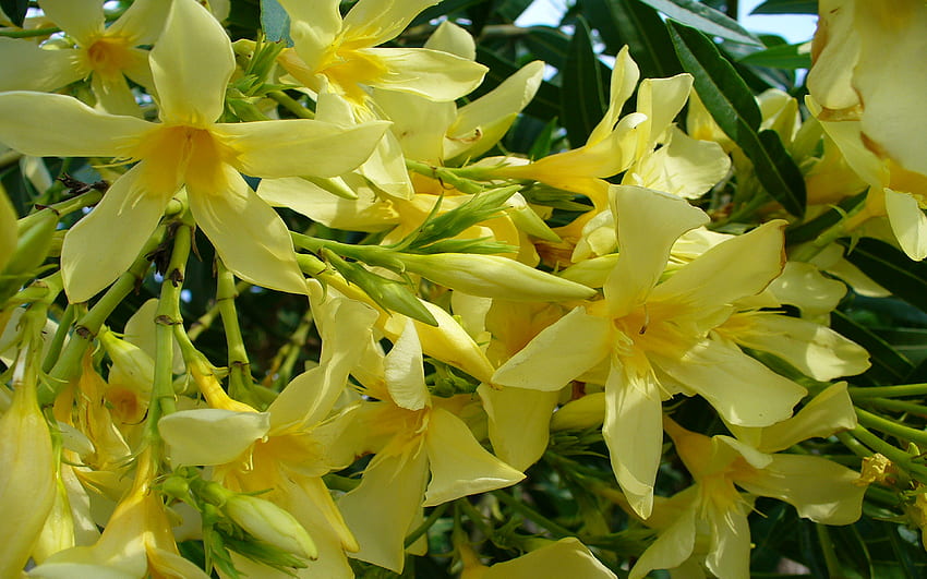 Lemon-yellow nerium, yellow, , nature, oleander, bushy, plants, double flowers, lemony, nerium HD wallpaper