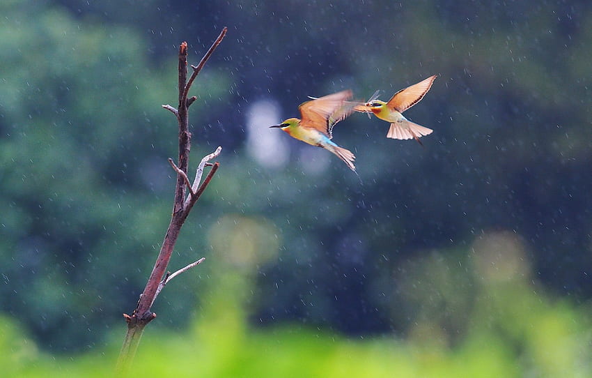 flight, birds, two, branch, pouloudi, in the rain for , section животные, Birds In Rain HD wallpaper