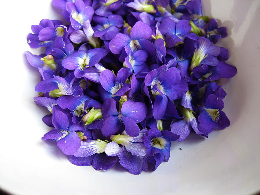 violets, meadows, purple, viola odorata, garden, forests, spring, fragrance HD wallpaper